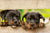 The History Of Dogs
