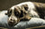 Dog Beds for Larger Dogs